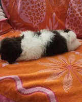 Teddy , a male Shih Tzu for sale in Hayward, CA – 1 of 4