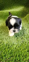 Milo, a male Shih Tzu for sale in Hayward, CA – 8 of 8