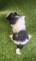 Benji, a male Shih Tzu for sale in Hayward, CA – 5 of 7