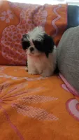Milo, a male Shih Tzu for sale in Hayward, CA – 8 of 10