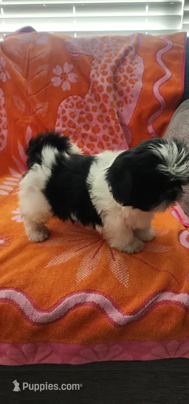 Louie – Shih Tzu puppy for sale in Hayward, CA