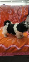 Louie, a male Shih Tzu for sale in Hayward, CA – 1 of 10