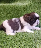 Teddy, a male Shih Tzu for sale in Hayward, CA – 6 of 8