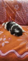 Teddy, a male Shih Tzu for sale in Hayward, CA – 6 of 9