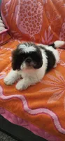 Teddy, a male Shih Tzu for sale in Hayward, CA – 3 of 9