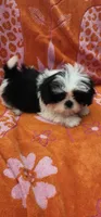Milo, a male Shih Tzu for sale in Hayward, CA – 4 of 10
