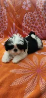 Milo, a male Shih Tzu for sale in Hayward, CA – 9 of 10