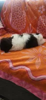 Teddy, a male Shih Tzu for sale in Hayward, CA – 4 of 9