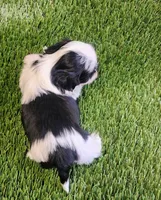 Louie, a male Shih Tzu for sale in Hayward, CA – 3 of 5
