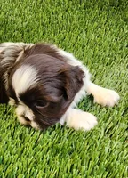 Teddy, a male Shih Tzu for sale in Hayward, CA – 5 of 8
