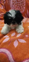 Louie, a male Shih Tzu for sale in Hayward, CA – 2 of 10
