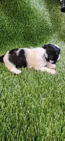 Daisy , a female Shih Tzu for sale in Hayward, CA – 7 of 8