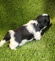 Bella, a female Shih Tzu for sale in Hayward, CA – 2 of 6