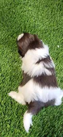 Teddy, a male Shih Tzu for sale in Hayward, CA – 7 of 8