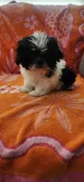 Louie, a male Shih Tzu for sale in Hayward, CA – 10 of 10