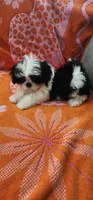 Milo, a male Shih Tzu for sale in Hayward, CA – 5 of 10
