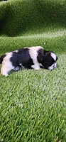 Milo, a male Shih Tzu for sale in Hayward, CA – 2 of 8