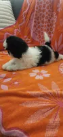 Benji, a male Shih Tzu for sale in Hayward, CA – 5 of 10