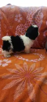 Benji, a male Shih Tzu for sale in Hayward, CA – 3 of 10