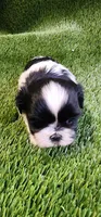 Milo, a male Shih Tzu for sale in Hayward, CA – 4 of 8
