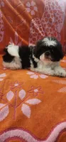 Teddy, a male Shih Tzu for sale in Hayward, CA – 7 of 9