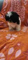Louie, a male Shih Tzu for sale in Hayward, CA – 8 of 10