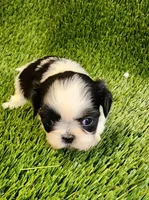 Daisy , a female Shih Tzu for sale in Hayward, CA – 3 of 8