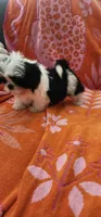Milo, a male Shih Tzu for sale in Hayward, CA – 6 of 10