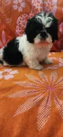 Benji, a male Shih Tzu for sale in Hayward, CA – 7 of 10