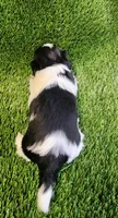 Bella, a female Shih Tzu for sale in Hayward, CA – 4 of 6