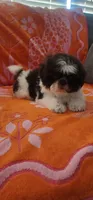 Teddy , a male Shih Tzu for sale in Hayward, CA – 3 of 4