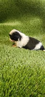 Louie, a male Shih Tzu for sale in Hayward, CA – 4 of 5