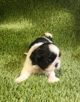 Benji, a male Shih Tzu for sale in Hayward, CA – 3 of 7