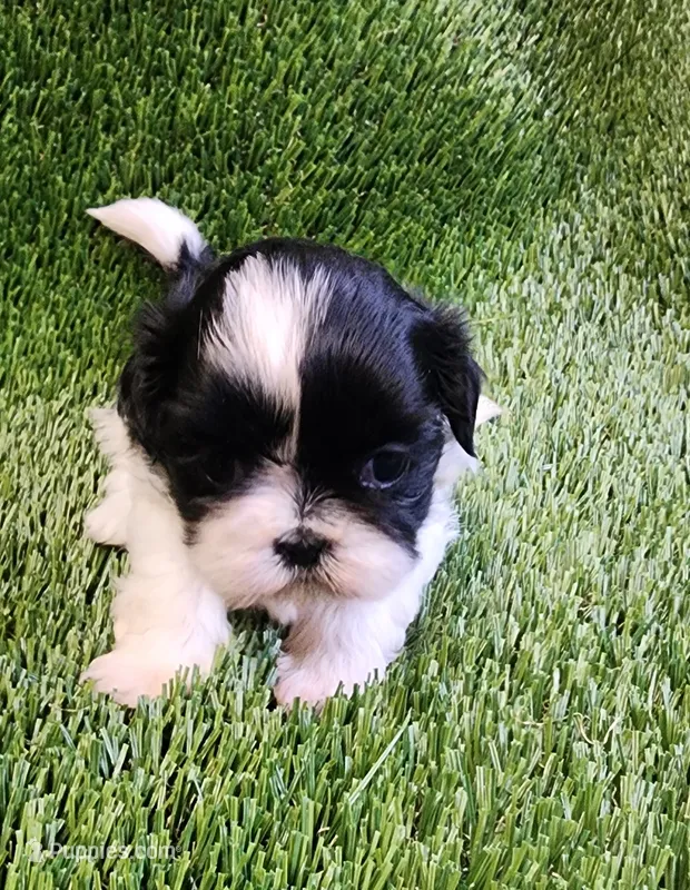 Bella – Shih Tzu puppy for sale in Hayward, CA