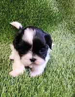 Bella, a female Shih Tzu for sale in Hayward, CA – 1 of 6