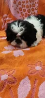 Benji, a male Shih Tzu for sale in Hayward, CA – 9 of 10
