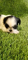 Daisy , a female Shih Tzu for sale in Hayward, CA – 6 of 8