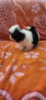 Milo, a male Shih Tzu for sale in Hayward, CA – 7 of 10