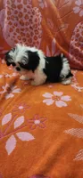 Milo, a male Shih Tzu for sale in Hayward, CA – 2 of 10