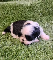 Louie, a male Shih Tzu for sale in Hayward, CA – 2 of 5