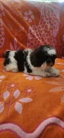 Teddy, a male Shih Tzu for sale in Hayward, CA – 2 of 9