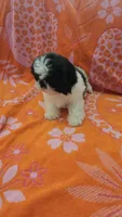 Benji, a male Shih Tzu for sale in Hayward, CA – 6 of 10