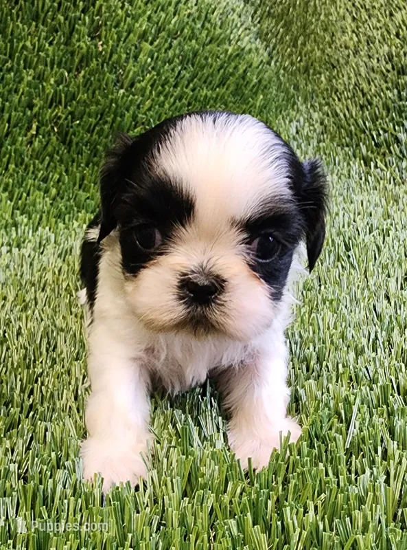 Daisy  – Shih Tzu puppy for sale in Hayward, CA