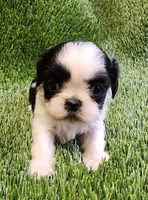 Daisy , a female Shih Tzu for sale in Hayward, CA – 1 of 8