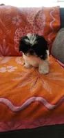 Louie, a male Shih Tzu for sale in Hayward, CA – 5 of 10
