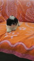 Louie, a male Shih Tzu for sale in Hayward, CA – 6 of 10