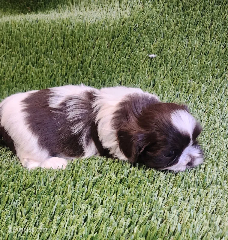 Teddy – Shih Tzu puppy for sale in Hayward, CA