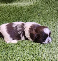 Teddy, a male Shih Tzu for sale in Hayward, CA – 1 of 8