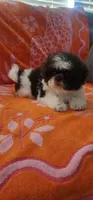 Teddy, a male Shih Tzu for sale in Hayward, CA – 9 of 9