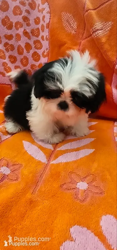 Milo – Shih Tzu puppy for sale in Hayward, CA
